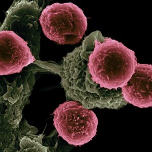 Basics of Stem Cells